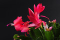 schlumbergera thor zita 004