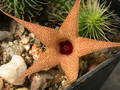 huernia pillansii 12
