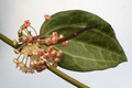 hoya polystachya 9286