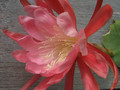 eh lovely lady 7580 0113
