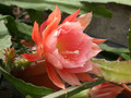 eh grace marie 6890 02