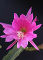 eh donna diana 132 0711