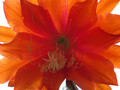 epicactus apache magic 02