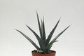 agave xylonacanha 8745