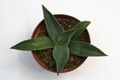agave neomexicana 0160