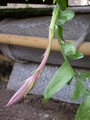 epiphyllum chrysocardium 04