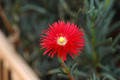 lampranthus rot 02