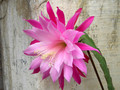 eh gloriosum 6850 0107