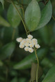 hoya lacunosa ipps4055 6567