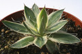 agave schidigera shiara ito no ohi 6576