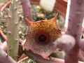 huernia leachii01