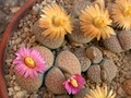 lithops verrucosa gelb rosa 17