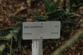 aloe mitriformis 02