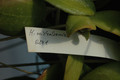 hoya nichosonii 0241 06