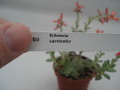 echeveria carnicolor 8377