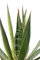 agave filifera 8482