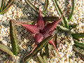 stapelia schinzii pvb5583 3