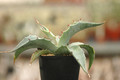 agave maximiliana kathrinae 8682