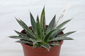 agave schidigera mesa de los negros 03