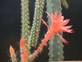 aporocactus martianus 01