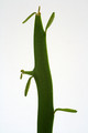 euphorbia xylophylloides 0600