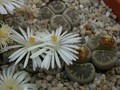 lithops karasmontana bella 02