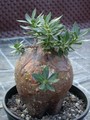 pachypodium bispinosum 03