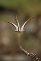 ceropegia stapeliaeformis 8771
