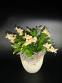 schlumbergera golden dancer 00