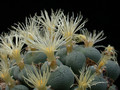 conophytum sp 03