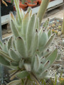 kalanchoe tomentosa05