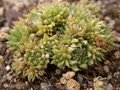 orostachys spinosus minimus 02