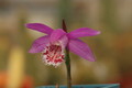 pleione limprichtii 1204