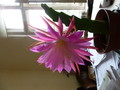 epicactus chiyo matsumiya 1030133