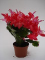 schlumbergera scarlet flame 1613