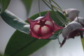 hoya macgillivrayi 726