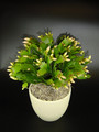 schlumbergera golden dancer 02