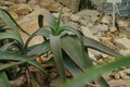 aloe rubroviolacea 01