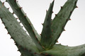 aloe ferox 6696