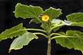 uncarina roeoesliana 12