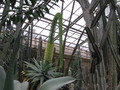 agave attenuata 001