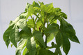 ipomea variegata sp 3483