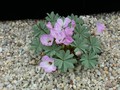 oxalis adenophylla1