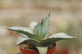 agave titanota 8718