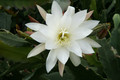 eh snowflake 8960 8844