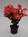 schlumbergera sunset dancer 1578