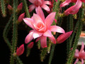 aporocactus pastel rose03