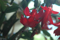 schlumbergera x buckleyi george g 09