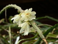 lepismium warmingianum 8974