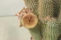 hoodia sp 07a